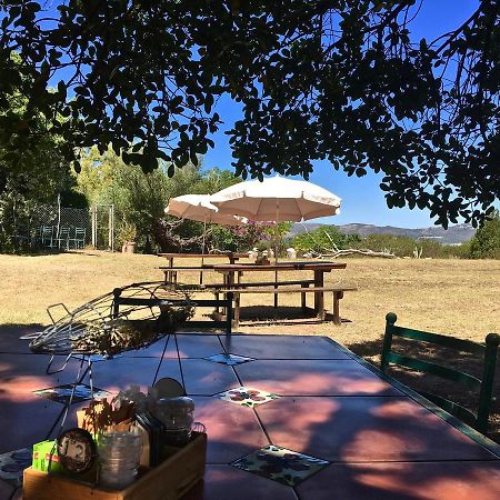 Shepherd'S Tree Backpackers Knysna Extérieur photo