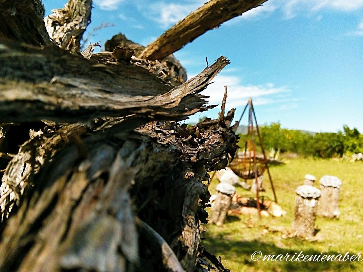 Shepherd'S Tree Backpackers Knysna Extérieur photo